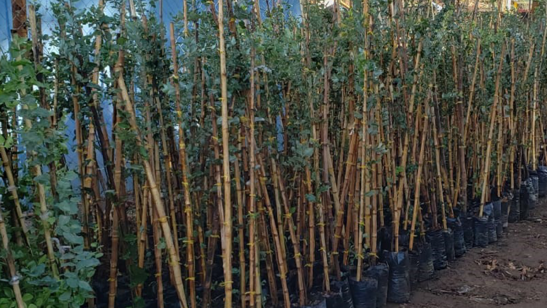 Más de 15 mil árboles endémicos repoblarán el centro-norte del país